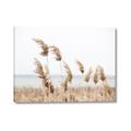 Picture of Beach Pampas _GroupedProduct_Rectangle_Landscape_Photography _GroupedProduct_Rectangle_Landscape_Canvas_