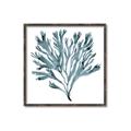 Picture of Teal Coral  _GroupedProduct_Square_Canvas_Framed_
