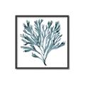 Picture of Teal Coral  _GroupedProduct_Square_Canvas_Framed_