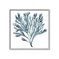 Picture of Teal Coral  _GroupedProduct_Square_Canvas_Framed_