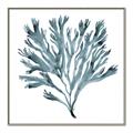 Picture of Teal Coral  _GroupedProduct_Square_Canvas_Framed_