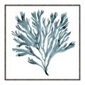 Picture of Teal Coral  _GroupedProduct_Square_Canvas_Framed_