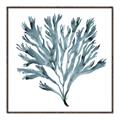 Picture of Teal Coral  _GroupedProduct_Square_Canvas_Framed_
