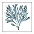 Picture of Teal Coral  _GroupedProduct_Square_Canvas_Framed_