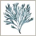 Picture of Teal Coral  _GroupedProduct_Square_Canvas_Framed_