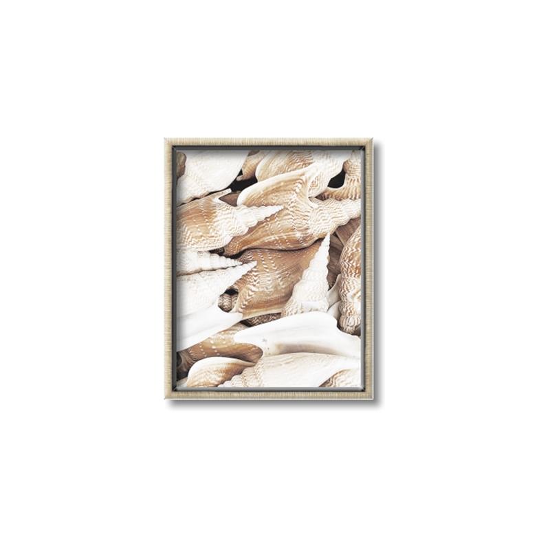 Picture of All the Shells  _GroupedProduct_Rectangle_Portrait_Photography _GroupedProduct_Rectangle_Portrait_Canvas_Framed_
