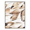 Picture of All the Shells  _GroupedProduct_Rectangle_Portrait_Photography _GroupedProduct_Rectangle_Portrait_Canvas_Framed_
