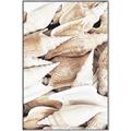 Picture of All the Shells  _GroupedProduct_Rectangle_Portrait_Photography _GroupedProduct_Rectangle_Portrait_Canvas_Framed_