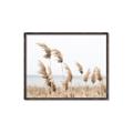 Picture of Beach Pampas _GroupedProduct_Rectangle_Landscape_Photography _GroupedProduct_Rectangle_Landscape_Canvas_Framed_