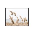 Picture of Beach Pampas _GroupedProduct_Rectangle_Landscape_Photography _GroupedProduct_Rectangle_Landscape_Canvas_Framed_