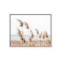 Picture of Beach Pampas _GroupedProduct_Rectangle_Landscape_Photography _GroupedProduct_Rectangle_Landscape_Canvas_Framed_
