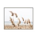 Picture of Beach Pampas _GroupedProduct_Rectangle_Landscape_Photography _GroupedProduct_Rectangle_Landscape_Canvas_Framed_