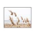 Picture of Beach Pampas _GroupedProduct_Rectangle_Landscape_Photography _GroupedProduct_Rectangle_Landscape_Canvas_Framed_