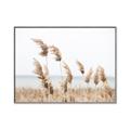 Picture of Beach Pampas _GroupedProduct_Rectangle_Landscape_Photography _GroupedProduct_Rectangle_Landscape_Canvas_Framed_
