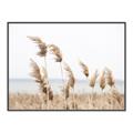 Picture of Beach Pampas _GroupedProduct_Rectangle_Landscape_Photography _GroupedProduct_Rectangle_Landscape_Canvas_Framed_