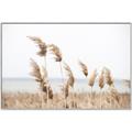 Picture of Beach Pampas _GroupedProduct_Rectangle_Landscape_Photography _GroupedProduct_Rectangle_Landscape_Canvas_Framed_