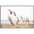 Picture of Beach Pampas _GroupedProduct_Rectangle_Landscape_Photography _GroupedProduct_Rectangle_Landscape_Canvas_Framed_