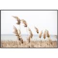 Picture of Beach Pampas _GroupedProduct_Rectangle_Landscape_Photography _GroupedProduct_Rectangle_Landscape_Canvas_Framed_