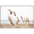 Picture of Beach Pampas _GroupedProduct_Rectangle_Landscape_Photography _GroupedProduct_Rectangle_Landscape_Canvas_Framed_