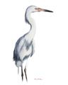 Picture of Egret I  _GroupedProduct_Rectangle_Portrait_Unframed_Print_Only_