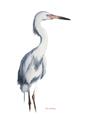 Picture of Egret I  _GroupedProduct_Rectangle_Portrait_Unframed_Print_Only_