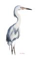 Picture of Egret I  _GroupedProduct_Rectangle_Portrait_Unframed_Print_Only_