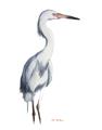 Picture of Egret I  _GroupedProduct_Rectangle_Portrait_Unframed_Print_Only_