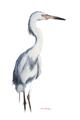 Picture of Egret I  _GroupedProduct_Rectangle_Portrait_Unframed_Print_Only_