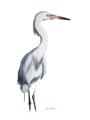Picture of Egret I  _GroupedProduct_Rectangle_Portrait_Unframed_Print_Only_