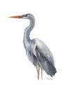 Picture of Egret II  _GroupedProduct_Rectangle_Portrait_Unframed_Print_Only_