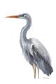 Picture of Egret II  _GroupedProduct_Rectangle_Portrait_Unframed_Print_Only_