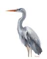 Picture of Egret II  _GroupedProduct_Rectangle_Portrait_Unframed_Print_Only_