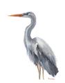 Picture of Egret II  _GroupedProduct_Rectangle_Portrait_Unframed_Print_Only_