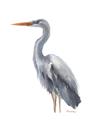 Picture of Egret II  _GroupedProduct_Rectangle_Portrait_Unframed_Print_Only_