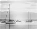 Picture of All the Sails  _GroupedProduct_Rectangle_Landscape_Unframed_Print_Only_