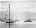 Picture of All the Sails  _GroupedProduct_Rectangle_Landscape_Unframed_Print_Only_