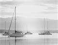 Picture of All the Sails  _GroupedProduct_Rectangle_Landscape_Unframed_Print_Only_