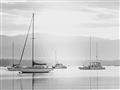 Picture of All the Sails  _GroupedProduct_Rectangle_Landscape_Unframed_Print_Only_