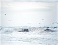 Picture of Seagulls Over the Water _GroupedProduct_Rectangle_Landscape_Photography _GroupedProduct_Rectangle_Landscape_Unframed_Print_Only_