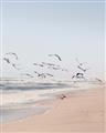 Picture of Beach Birds _GroupedProduct_Rectangle_Portrait_Photography _GroupedProduct_Rectangle_Portrait_Unframed_Print_Only_