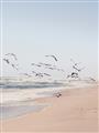 Picture of Beach Birds _GroupedProduct_Rectangle_Portrait_Photography _GroupedProduct_Rectangle_Portrait_Unframed_Print_Only_