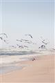 Picture of Beach Birds _GroupedProduct_Rectangle_Portrait_Photography _GroupedProduct_Rectangle_Portrait_Unframed_Print_Only_