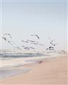 Picture of Beach Birds _GroupedProduct_Rectangle_Portrait_Photography _GroupedProduct_Rectangle_Portrait_Unframed_Print_Only_
