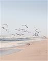 Picture of Beach Birds _GroupedProduct_Rectangle_Portrait_Photography _GroupedProduct_Rectangle_Portrait_Unframed_Print_Only_