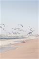 Picture of Beach Birds _GroupedProduct_Rectangle_Portrait_Photography _GroupedProduct_Rectangle_Portrait_Unframed_Print_Only_