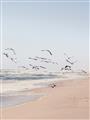 Picture of Beach Birds _GroupedProduct_Rectangle_Portrait_Photography _GroupedProduct_Rectangle_Portrait_Unframed_Print_Only_
