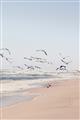 Picture of Beach Birds _GroupedProduct_Rectangle_Portrait_Photography _GroupedProduct_Rectangle_Portrait_Unframed_Print_Only_