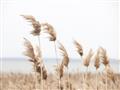 Picture of Beach Pampas _GroupedProduct_Rectangle_Landscape_Photography _GroupedProduct_Rectangle_Landscape_Unframed_Print_Only_