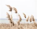 Picture of Beach Pampas _GroupedProduct_Rectangle_Landscape_Photography _GroupedProduct_Rectangle_Landscape_Unframed_Print_Only_