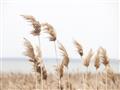 Picture of Beach Pampas _GroupedProduct_Rectangle_Landscape_Photography _GroupedProduct_Rectangle_Landscape_Unframed_Print_Only_